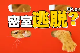 猫咪极限挑战！4只猫被困在1个封闭空间中，5分钟内必须逃脱……