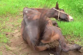 第一次近距离看马儿打滚，谁知道，马儿为什么要在地上打滚呢？