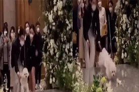 狗狗在主人的婚礼上当了花童！开心的跑向主人，网友：太可爱了！视频封面
