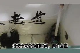 鱼缸久未清理，缸壁有很厚的水垢，如何处理为好？