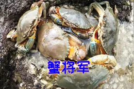 吴哥带工具到海边挖螃蟹，接连捕获“蟹将军”，直接小赚几百块钱视频封面