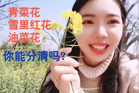 你知道雪里红是什么菜吗？青菜花，雪里红花和油菜花你能分清吗？视频封面