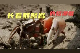 招潮蟹的麒麟臂断了可以再生。且味道鲜美视频封面
