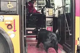 狗狗每天独自坐公交车到公园去玩，跟司机混熟，游客看到都笑出声视频封面