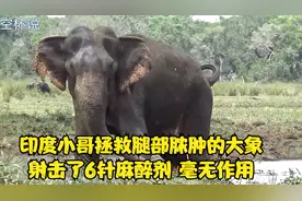 印度小哥拯救腿部脓肿的大象，但射击了6针麻醉剂，大象依然坚挺视频封面