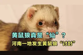 黄鼠狼真是“仙”？1997年河南一地发生黄鼠狼讨封，究竟咋回事？视频封面