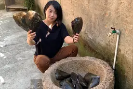 13块一个的超大带子，做“蒜蓉粉丝蒸带子”口感鲜甜，很下酒！