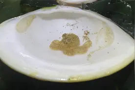 大齐赶海，发现一只可爱的小章鱼躲在贝壳里，带回家养一下吧视频封面