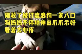 刚救了被打流浪狗一家八口 狗妈妈不停地伸出爪爪示好 看着太心疼视频封面