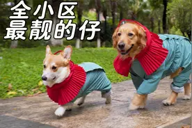 给狗狗们穿上超时髦的雨衣，这回头率也太高了吧！视频封面