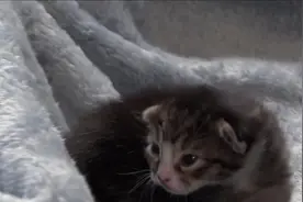 萌宠成长记 第二季：长毛猫和短毛猫各有特色，但它们都很好看