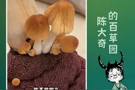 拖把上长出的是什么蘑菇？竟然还会“自溶”！视频封面