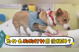为什么狗狗打针后没精神视频封面