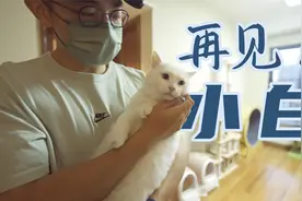 在寺庙捡到的流浪猫，终于到新家了，愿你今后没有苦难，活得简单视频封面