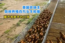 美国农场主如何养殖百万头牛和猪？谷仓养殖和草原散养的区别视频封面