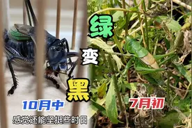 7月初捉的野生蝈蝈，由全绿变全黑，却依然捕食凶猛，鸣叫不已！