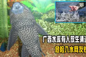 广西水库有人放生清道夫？危险入水网友炸锅，危害极大让人咂舌视频封面