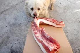 猪肉比蔬菜便宜，大海炖一锅肉喂小老虎，吃太香了视频封面