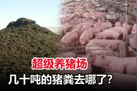 中国超级养猪场，年出栏生猪210万头，每天几十吨猪粪怎么处理？视频封面