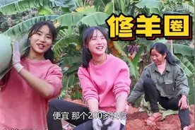 农村这样修羊圈，老爸亲力亲为投资不超1000元，羊儿也住得舒服视频封面