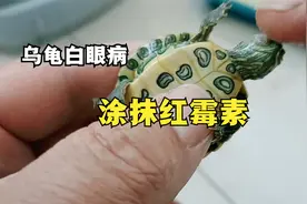乌龟白眼病泡了几天土霉素效果不明显，给它涂抹红霉素看看效果