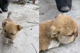 小狗被蜜蜂蛰，脸比身体都大肿成包子，一连串反应让人心疼又好笑视频封面