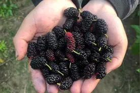 没想到营养丰富的桑葚里会有虫！误食它会对人体有害吗？抓紧看看视频封面