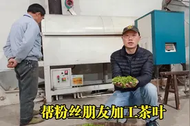 帮粉丝朋友加工黄山毛峰，相同的原料不同的工艺，决定茶叶的品质视频封面