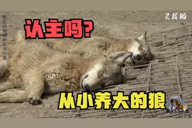 从小养大的狼认主吗？大姐潜入圈舍吓唬狼群，狼王翻白眼是啥意思视频封面