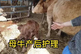 这才是母牛产后正确的护理方法，很多养牛人有误区，养牛知识分享视频封面