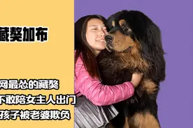 全网最不像藏獒的藏獒，被女主人暴打不还口，抢食抢不过小金毛视频封面