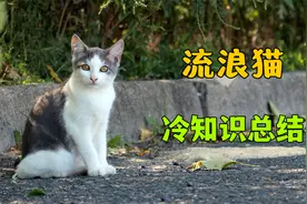 流浪猫冷知识总结！让你更了解流浪猫视频封面