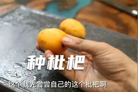 枇杷也能种盆栽？吃完籽别扔，花盆里撒点儿土，2个月收获小盆景