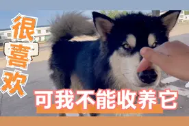 捡到一只被人遗弃的哈士奇，可惜我没办法收养，给它找了个好主人视频封面
