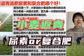 小麦返青！追肥尿素好，还是复合肥好？「农艺师讲农业」视频封面