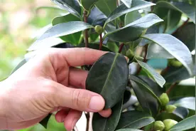 茶花叶片发黑干枯，用这简单方法，就能长出很多花苞花朵视频封面