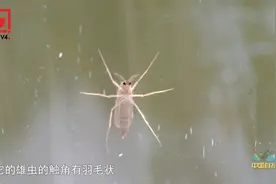 摇蚊的幼虫是遗鸥的主要食物！