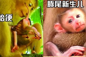 年轻的豚尾猴产下第一胎，新生儿排胎便，猴妈不知所措视频封面