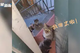 猫妈妈带着四只小奶猫上门求收留，当事人：挺有缘的，先养着吧视频封面