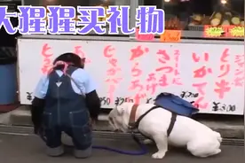 猩猩给主人买礼物！半路被美食诱惑，光顾着吃喝差点误了大事!视频封面