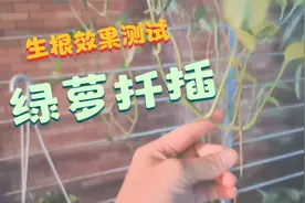 绿萝水培扦插是否用生根粉，效果差别挺大，和想象中不同视频封面