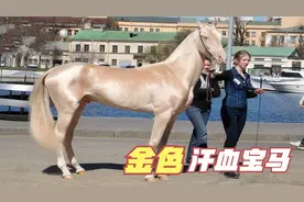 7个颜值超高的马种视频封面