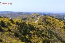一起云赏花！山西黄花岭150万亩连翘花开视频封面