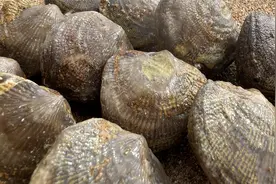 大海退潮后，大齐赶海发现一颗颗小蛤蜊化石，上面已经玉化了视频封面