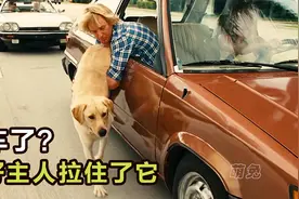这只狗狗简直就是神犬，来到世上就是为了欺负主人的。视频封面