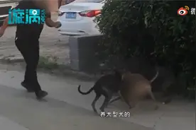小狗小区内遭4条大狗撕咬，大狗主人脚踹阻拦跪地扑救未果视频封面