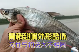 青梢酷似翘嘴,却有八大不同,五个技巧,钓青梢如拉白条视频封面