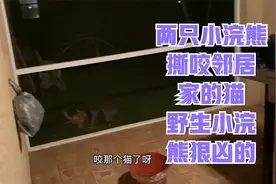 晚上10点两只野生小浣熊要吃了邻居家的猫 还好我出来及时看到视频封面
