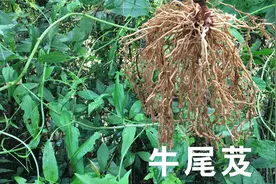 农村有种植物根茎很发达，用途广、作用大，你认识吗？视频封面