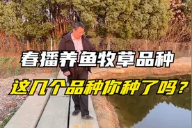 养鱼牧草品种，这五种草可春播，产量高，耐热抗旱，鱼吃消化率高视频封面